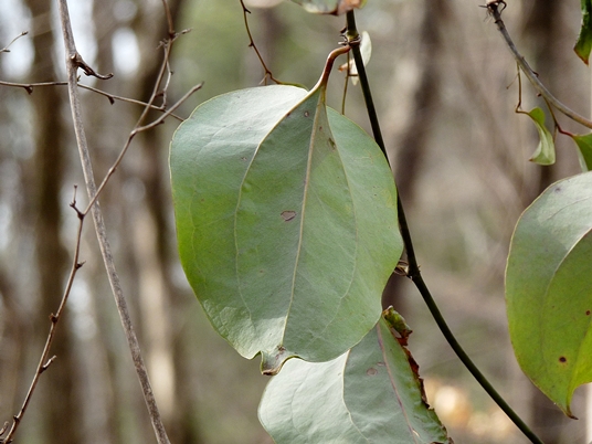 {Smilax glauca}